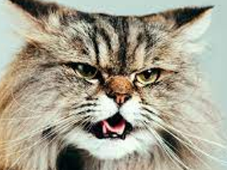 Adult Website Post Prodution  